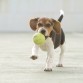 Trufa jugando con la pelota